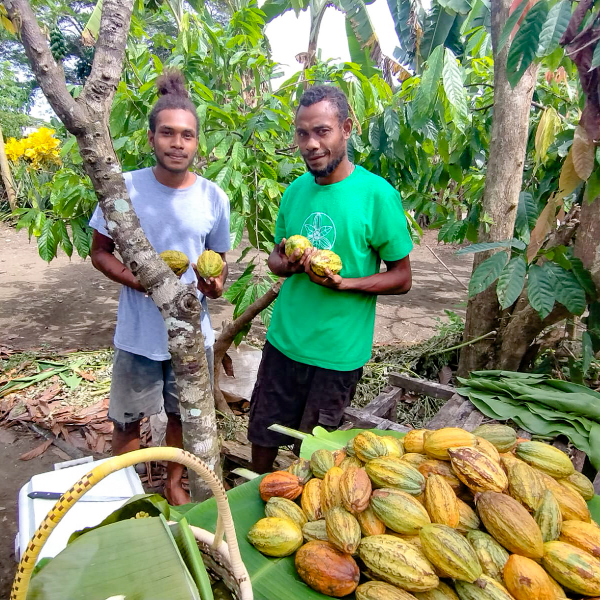 The Purist - Solomon Islands