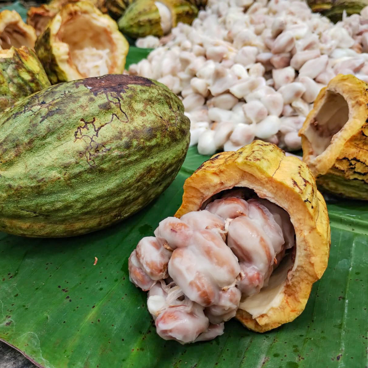 The Purist - Solomon Islands